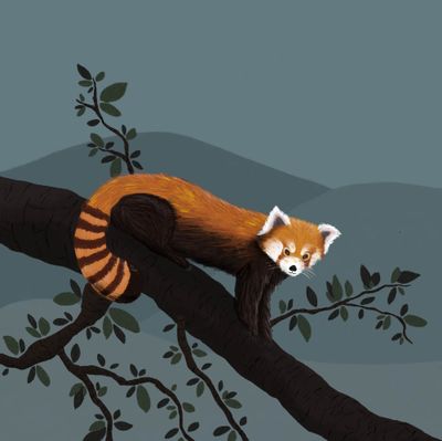 Red Panda